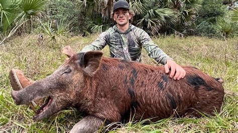 florida boar