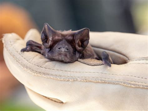 florida bonneted bat