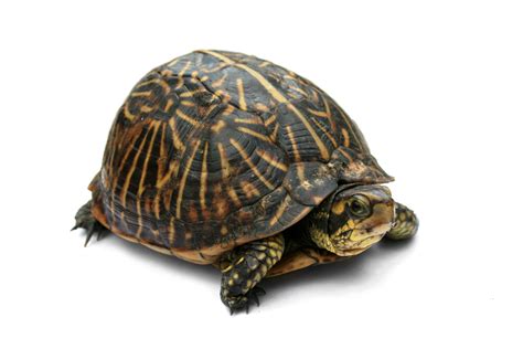 florida box turtle
