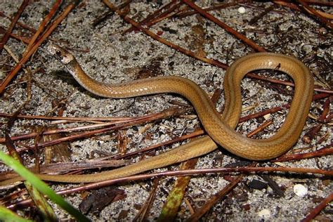 florida brown snake