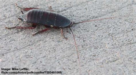 florida bugs