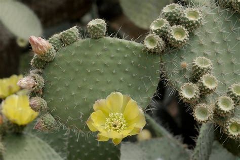 florida cactus