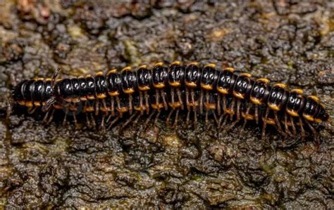 florida centipede