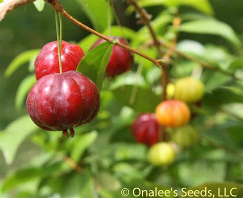 florida cherry