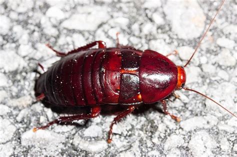 florida cockroach