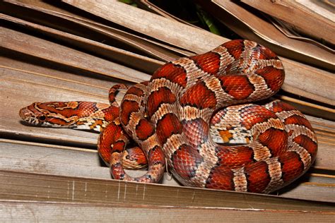florida corn snake