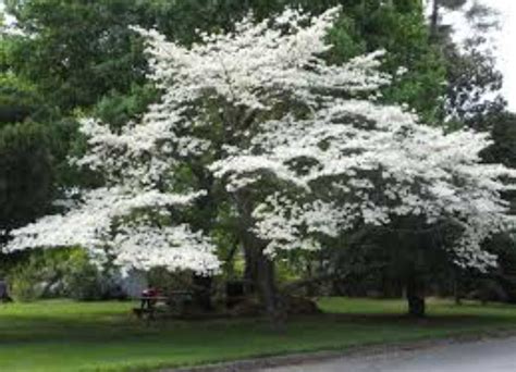 florida cornus
