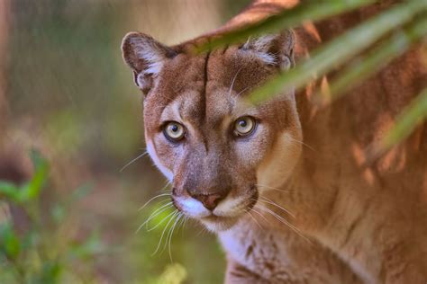 florida cougar