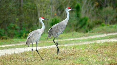 florida crane bird