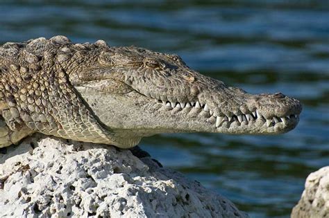 florida crocodile