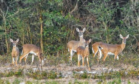 florida deer