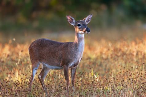 florida doe
