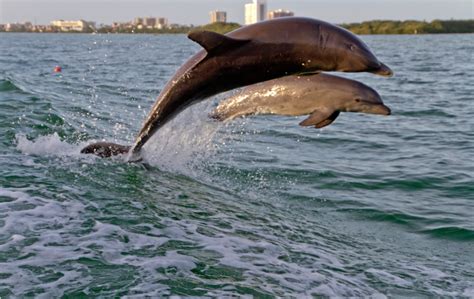 florida dolphins