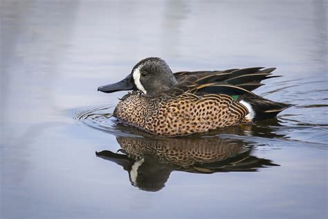 florida ducks