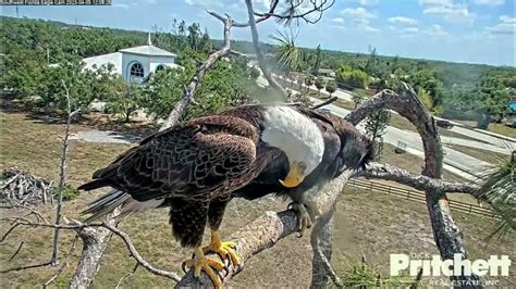 florida eagle cam