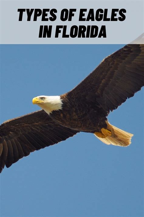 florida eagles