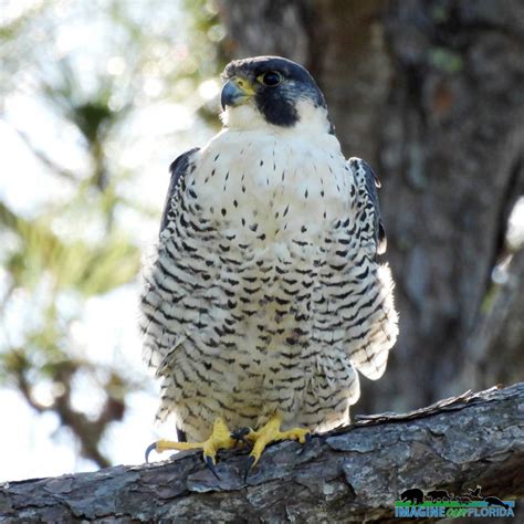 florida falcon