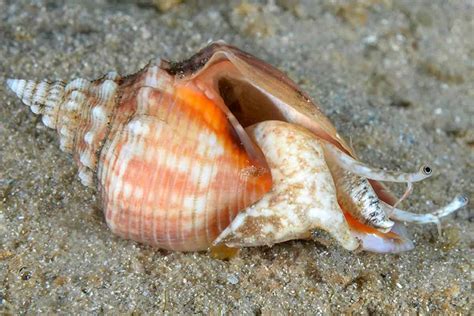 florida fighting conch