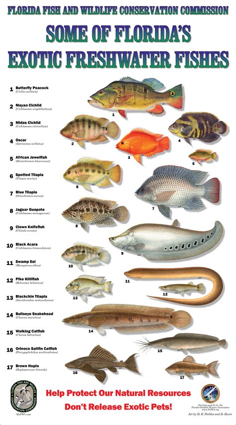 florida fish identification