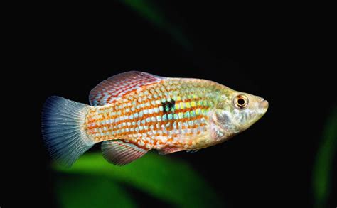 florida flag fish