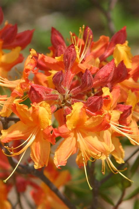 florida flame azalea
