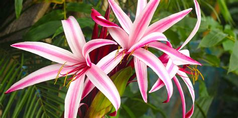 florida flowers
