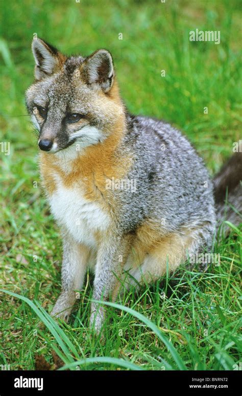 florida fox