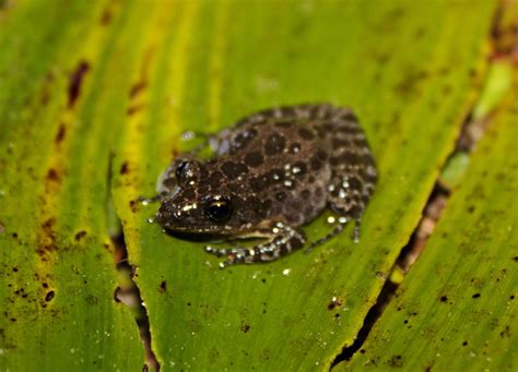 florida frogs