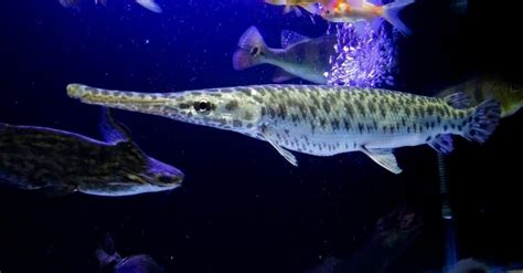 florida gar