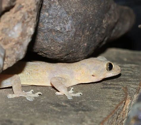 florida gecko