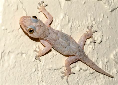 florida geckos
