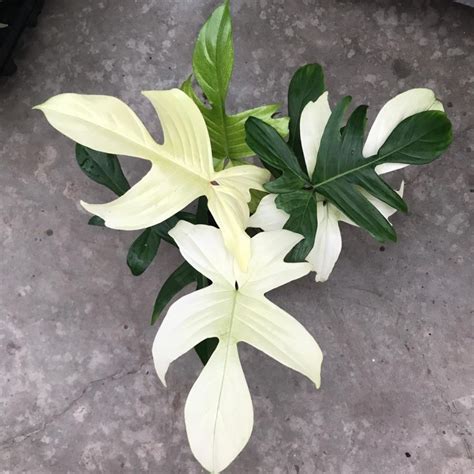 florida ghost philodendron