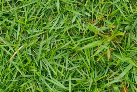 florida grass