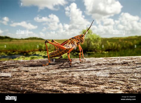 florida grasshopper