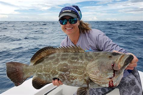 florida grouper
