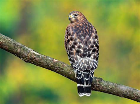 florida hawks