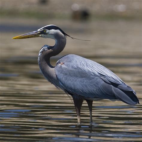 florida heron