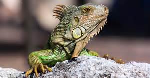 florida iguanas