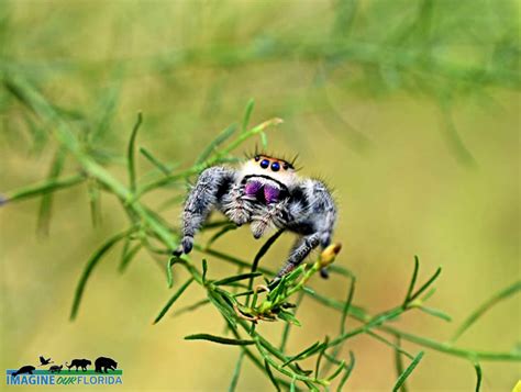 florida jumping spider