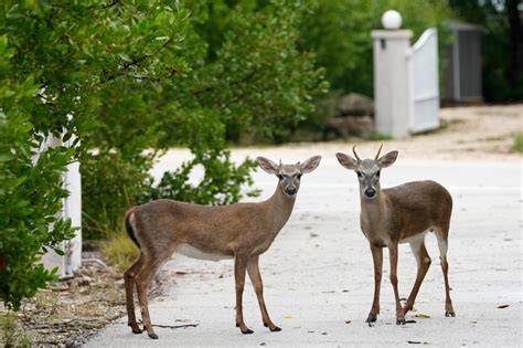 florida key deer