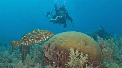 florida keys diving