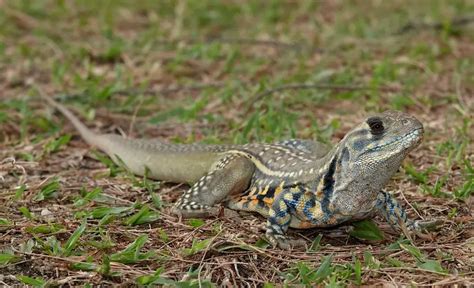 florida lizard