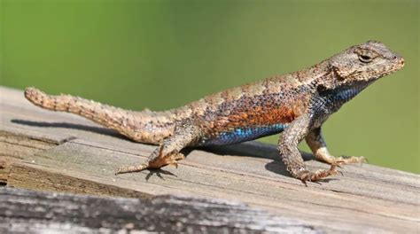 florida lizards