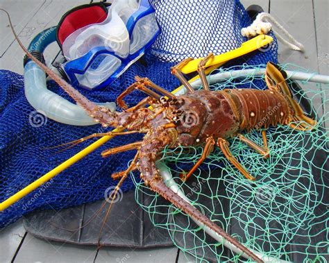 florida lobster