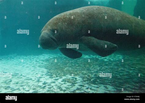 florida manatee