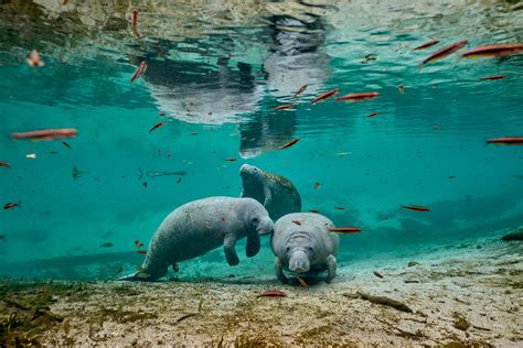 florida manatees