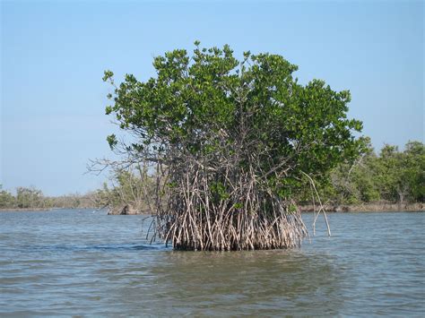 florida mangroves