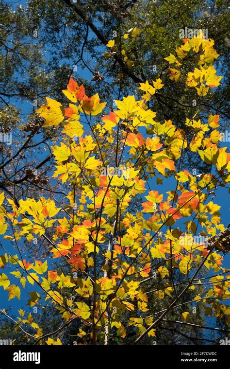florida maple