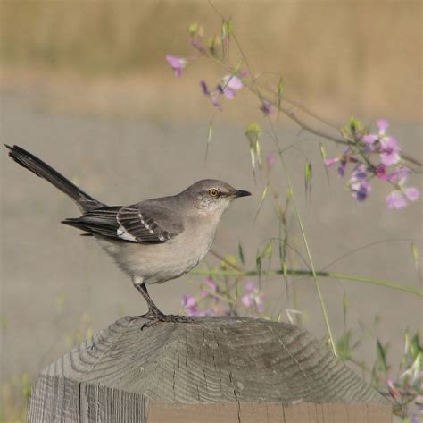 florida mockingbird