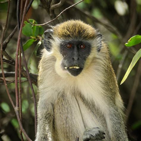 florida monkeys